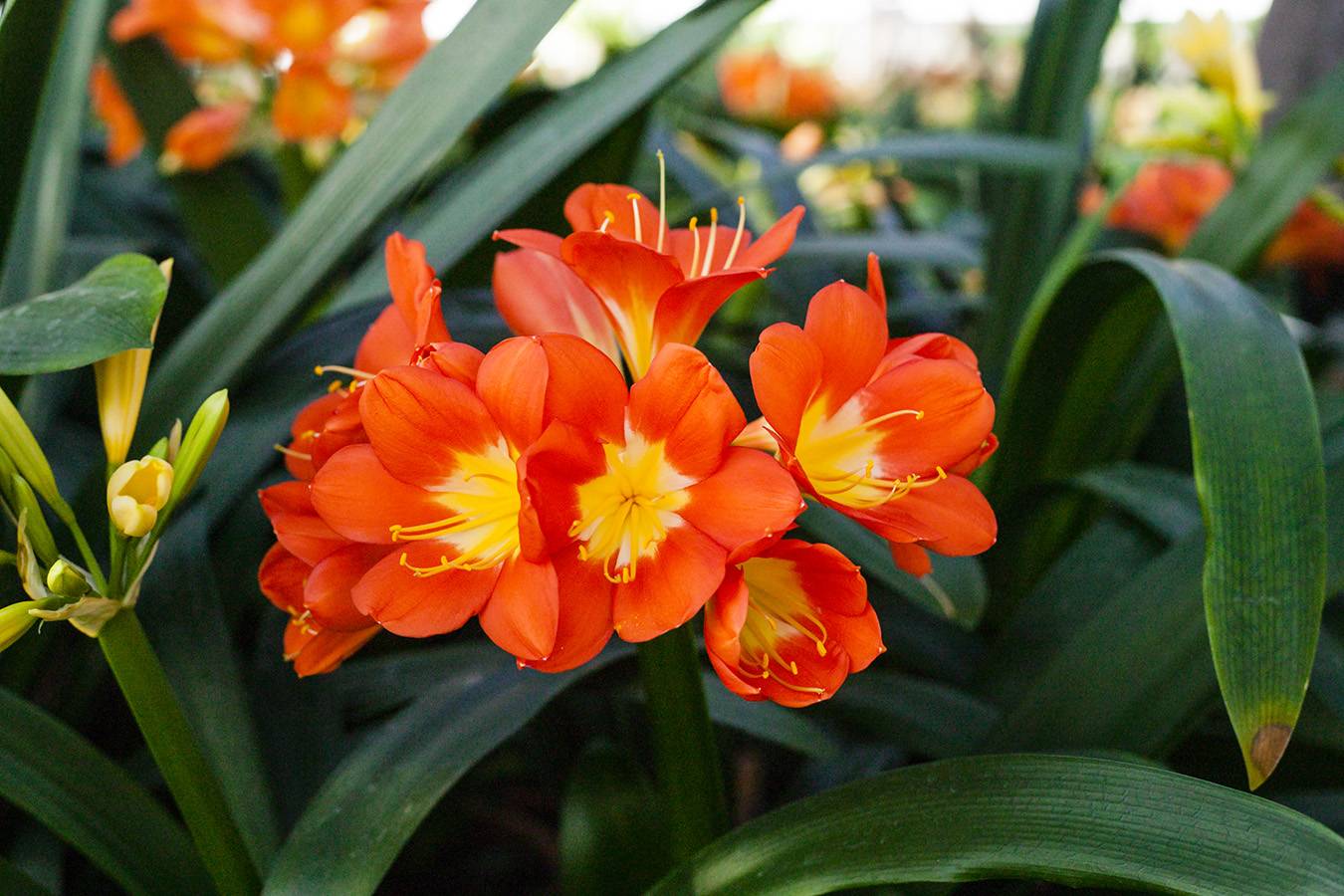 Clivia cinabrio