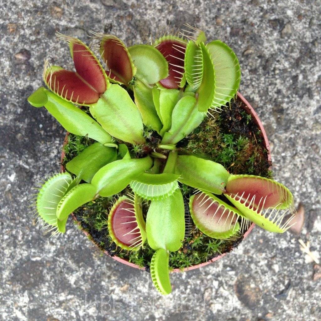 Venus atrapamoscas