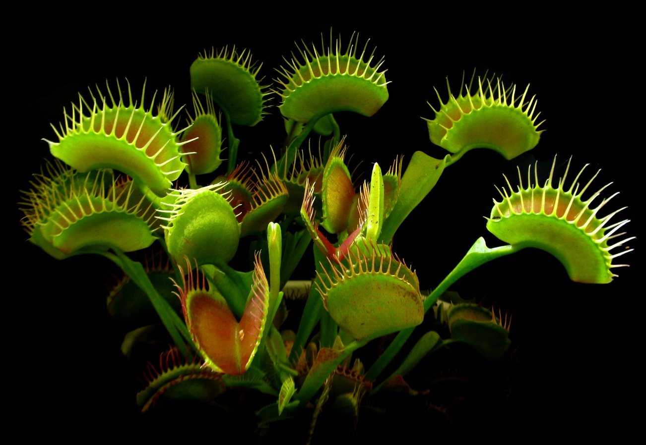 Venus atrapamoscas