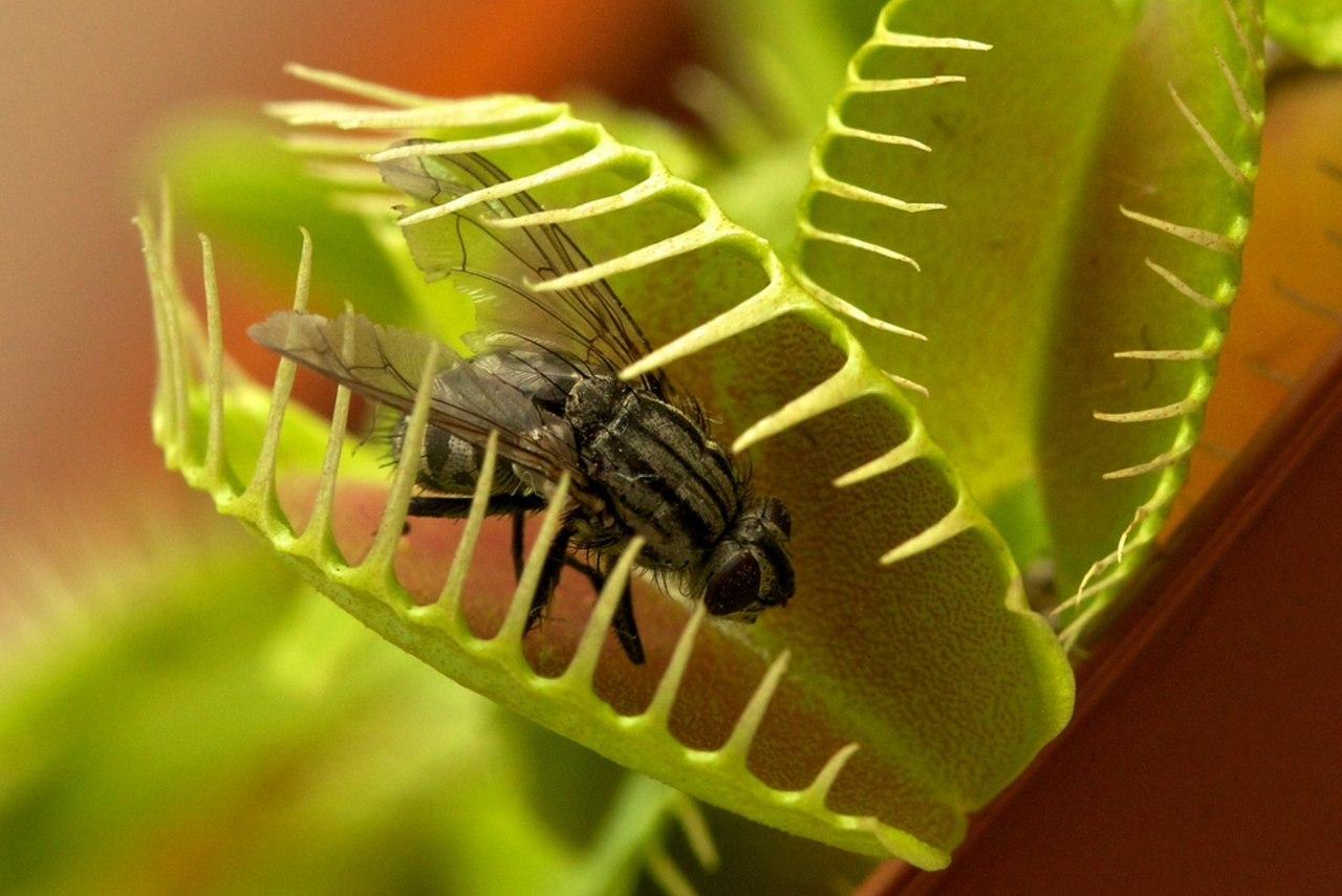 Venus atrapamoscas