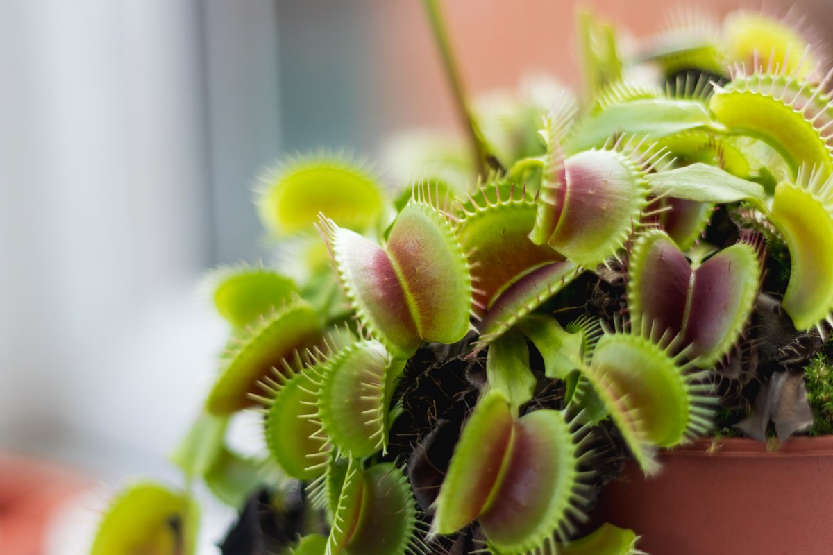Venus atrapamoscas