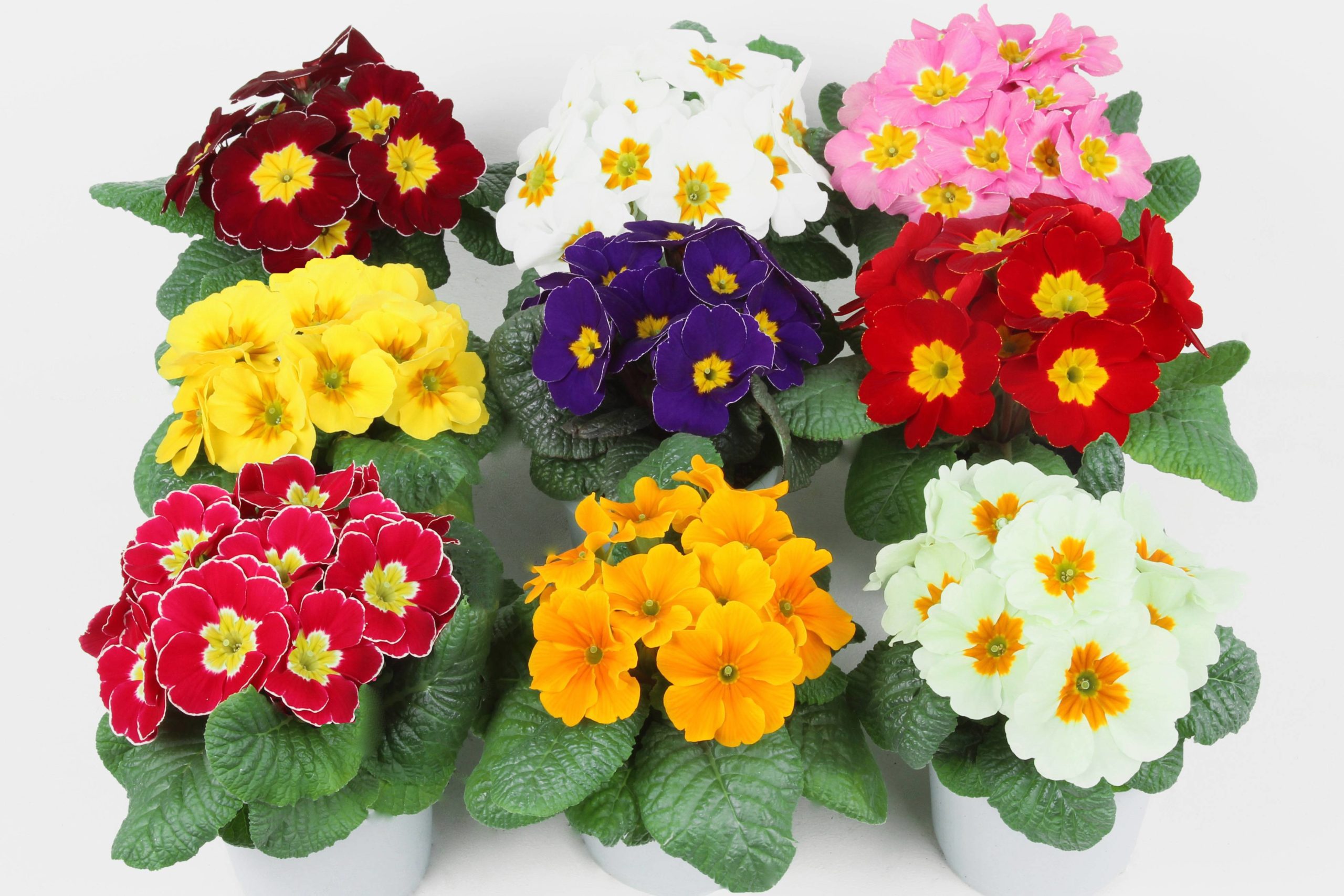 flor de prímula