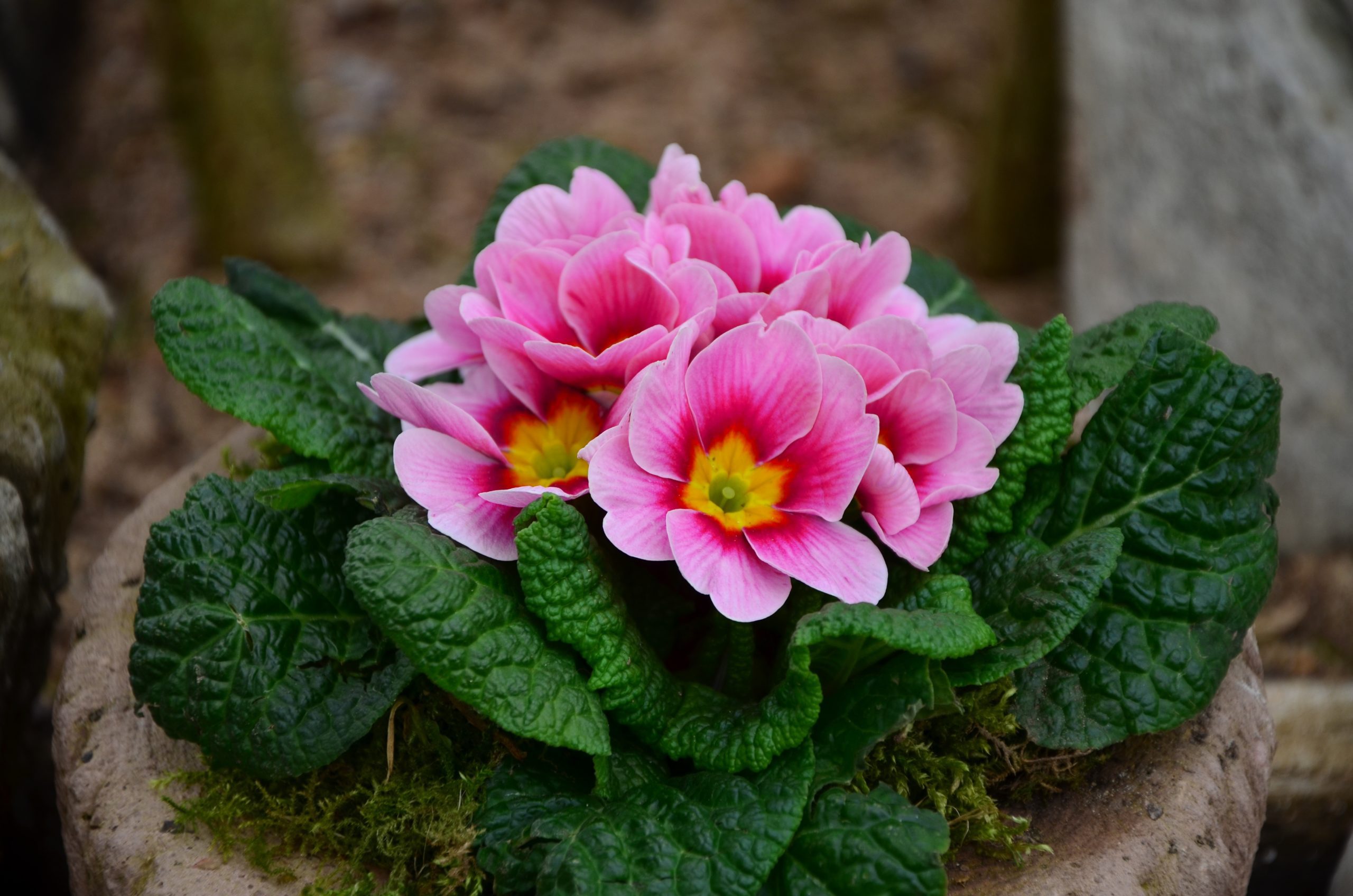 flor de prímula