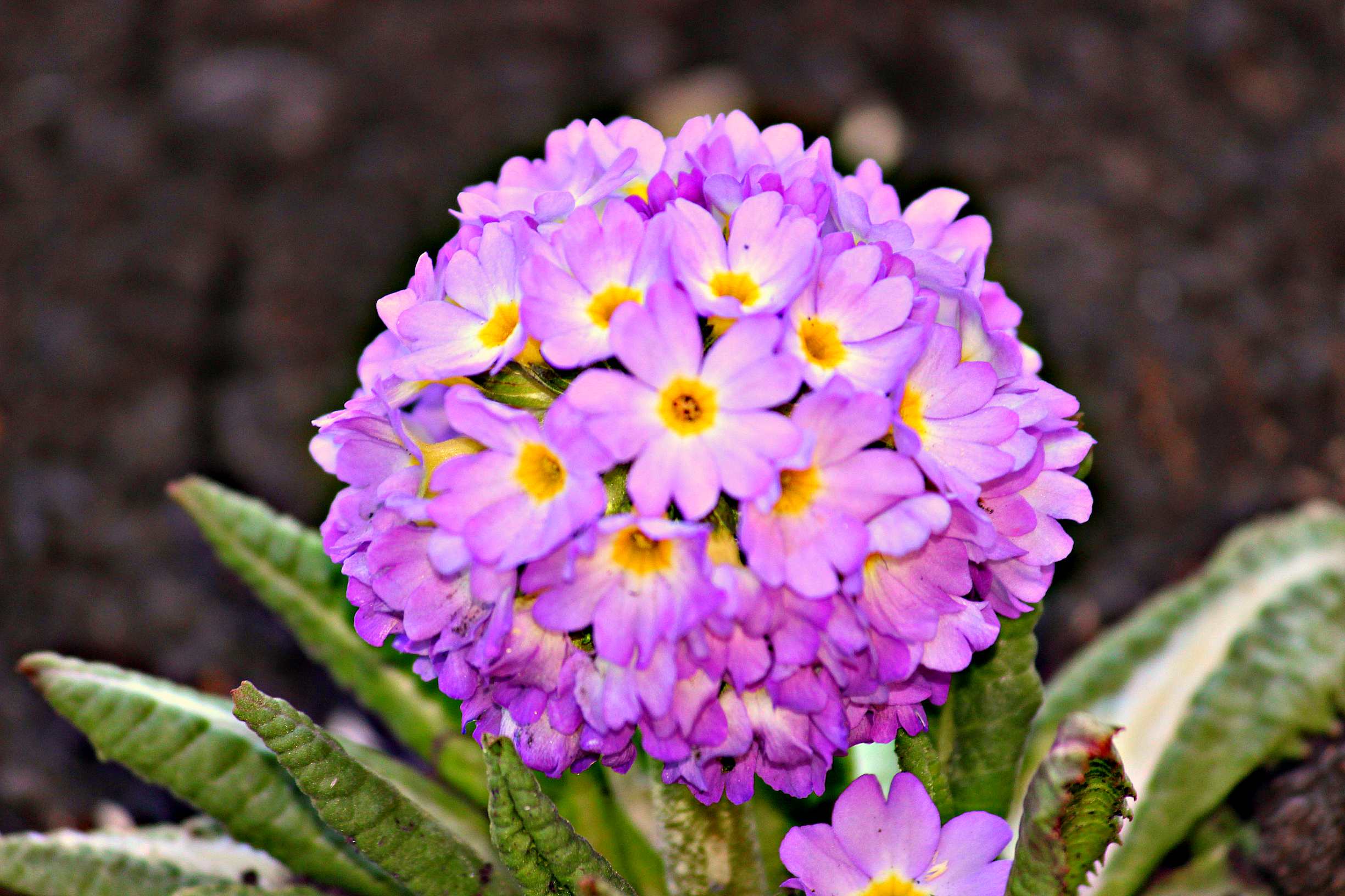 flor de prímula