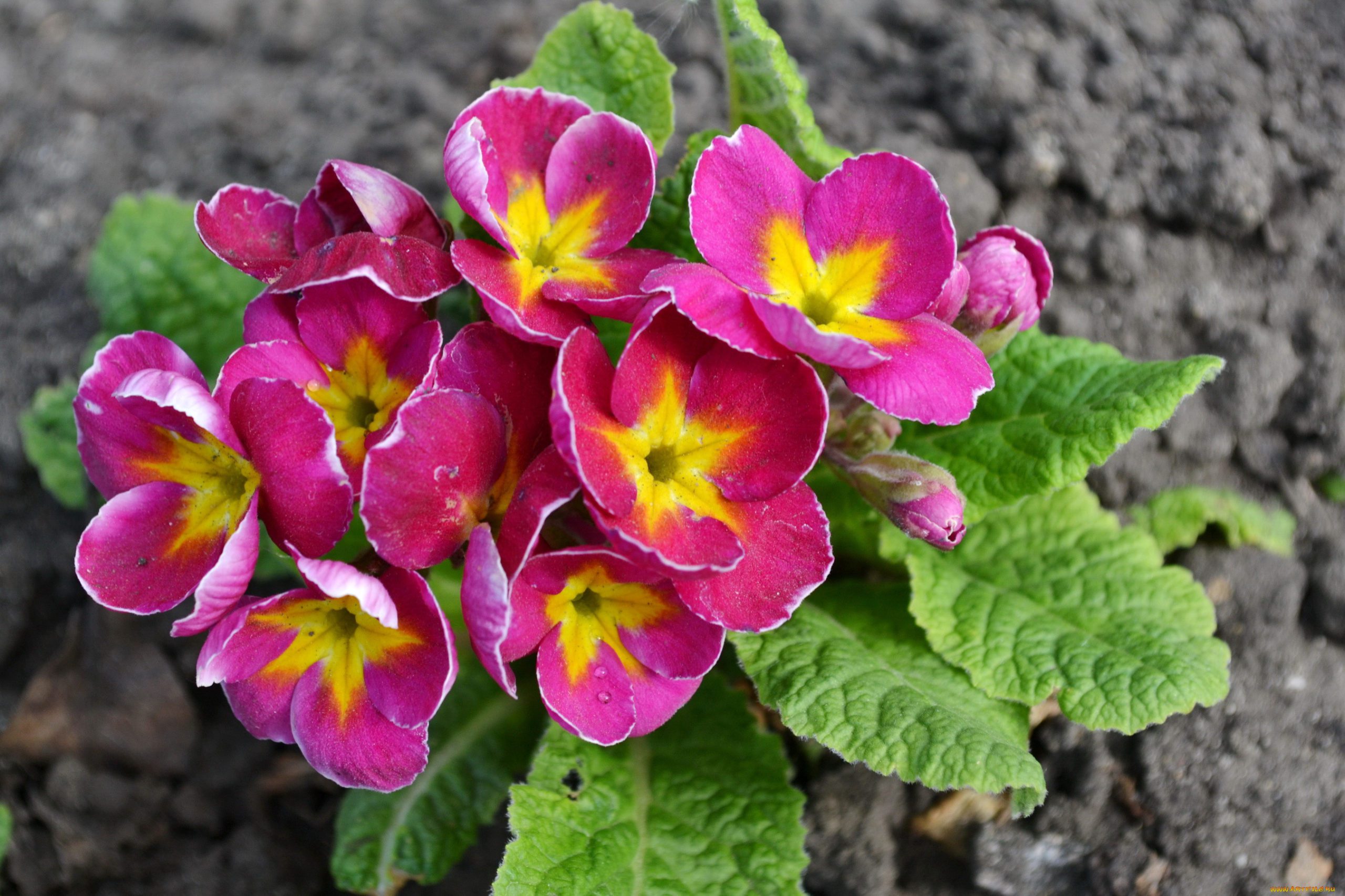 flor de prímula