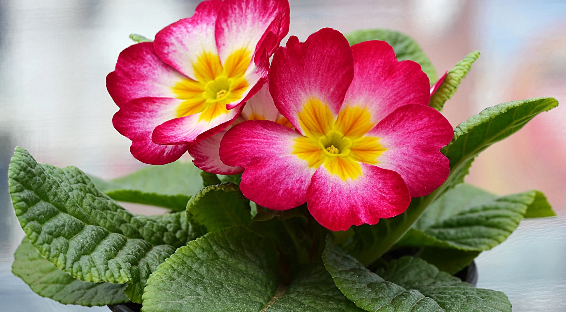 flor de prímula