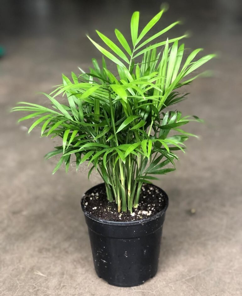 Chamaedorea